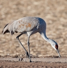 The elegant sand hill crane