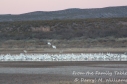 Snow geese safe in their pond waiting to depart.