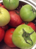 Green and ripe tomatoes