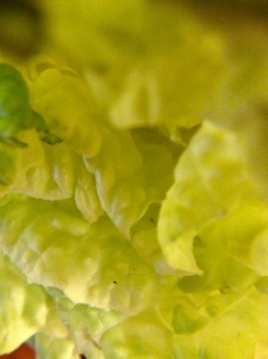 Closeup napa cabbage